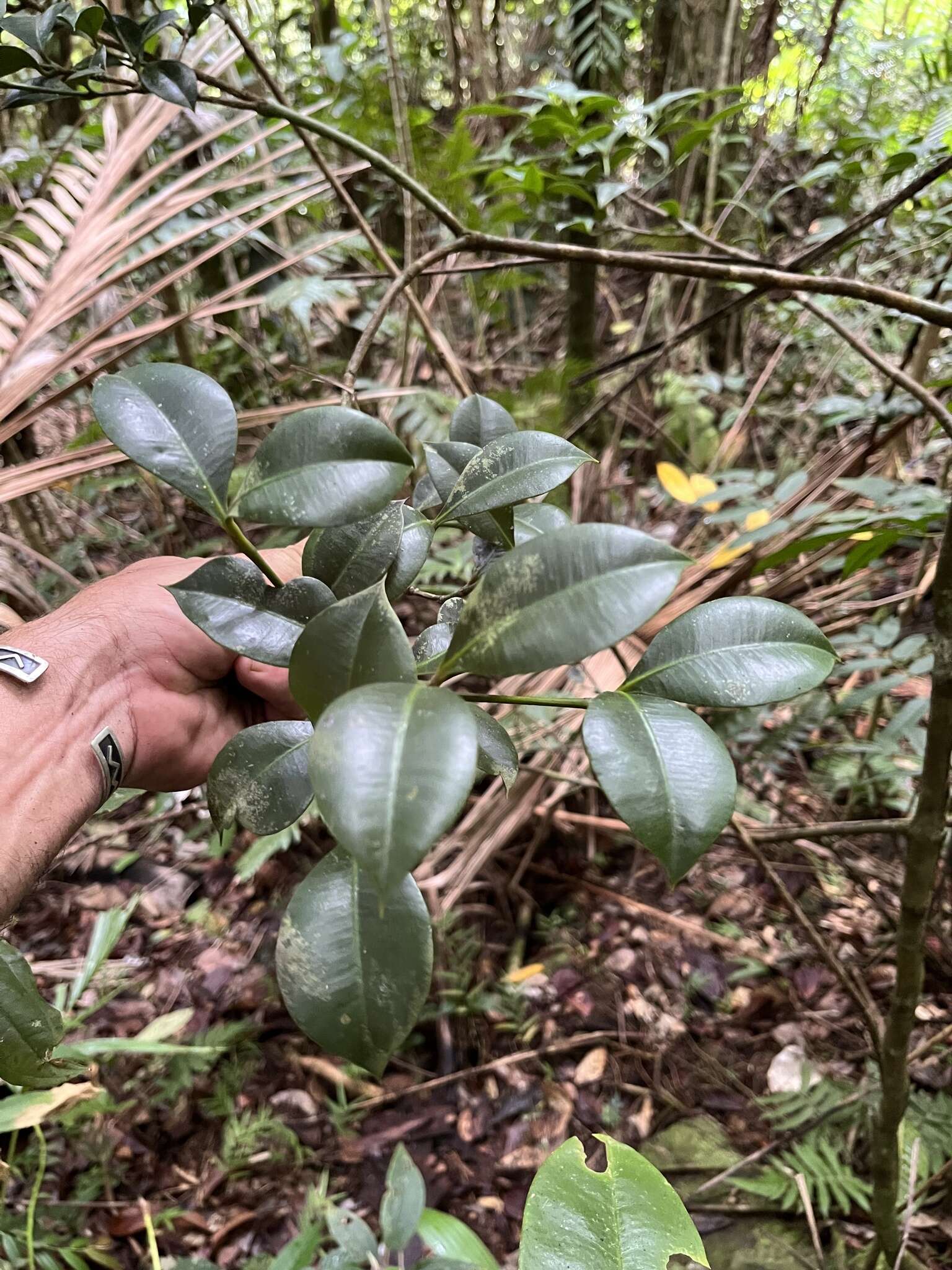 Слика од Garcinia portoricensis (Urb.) Alain H. Liogier