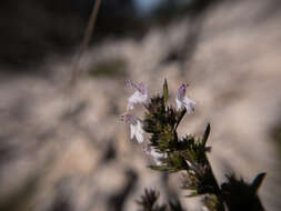 Image of perennial savory