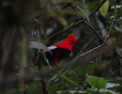 Rupicola peruvianus sanguinolentus Gould 1859 resmi