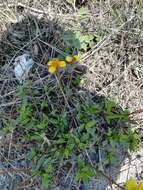 Image de Tridax purpusii Brandeg.