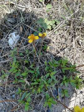 Image of Tridax purpusii Brandeg.