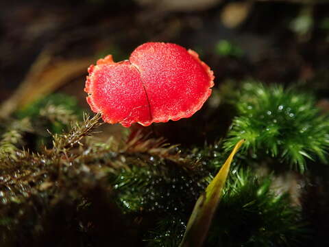 Image de Hygrocybe firma (Berk. & Broome) Singer 1958