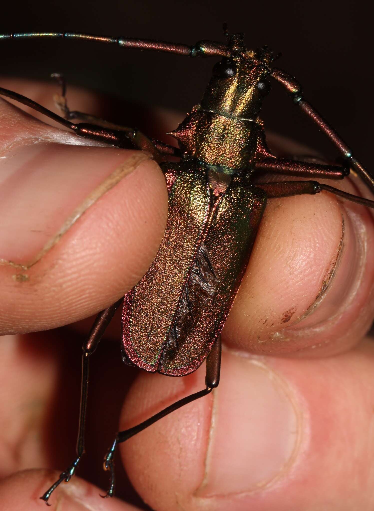 Scatopyrodes tenuicornis (White 1850) resmi