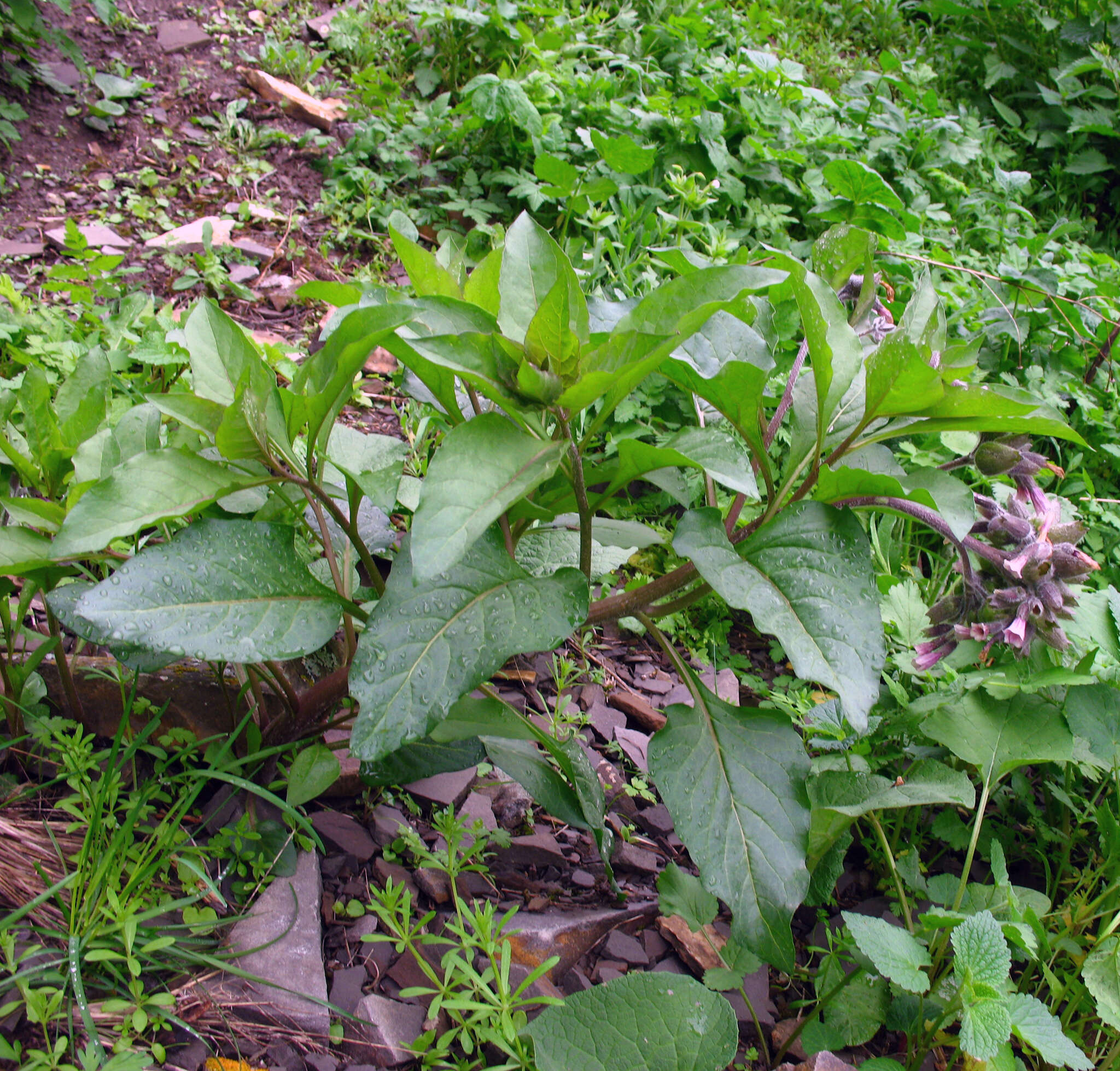 Image of Physochlaina orientalis (M. Bieb.) G. Don