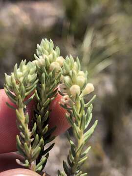 Image of Phylica pinea Thunb.