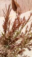 Image of Eragrostis boinensis A. Camus