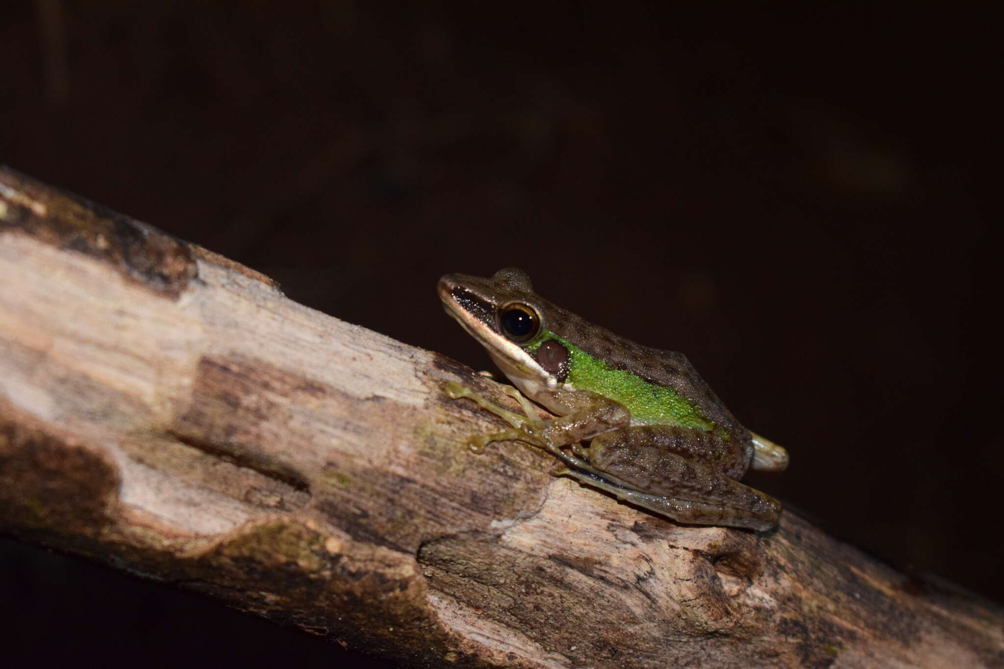 Image of Chalcorana megalonesa (Inger, Stuart & Iskandar 2009)