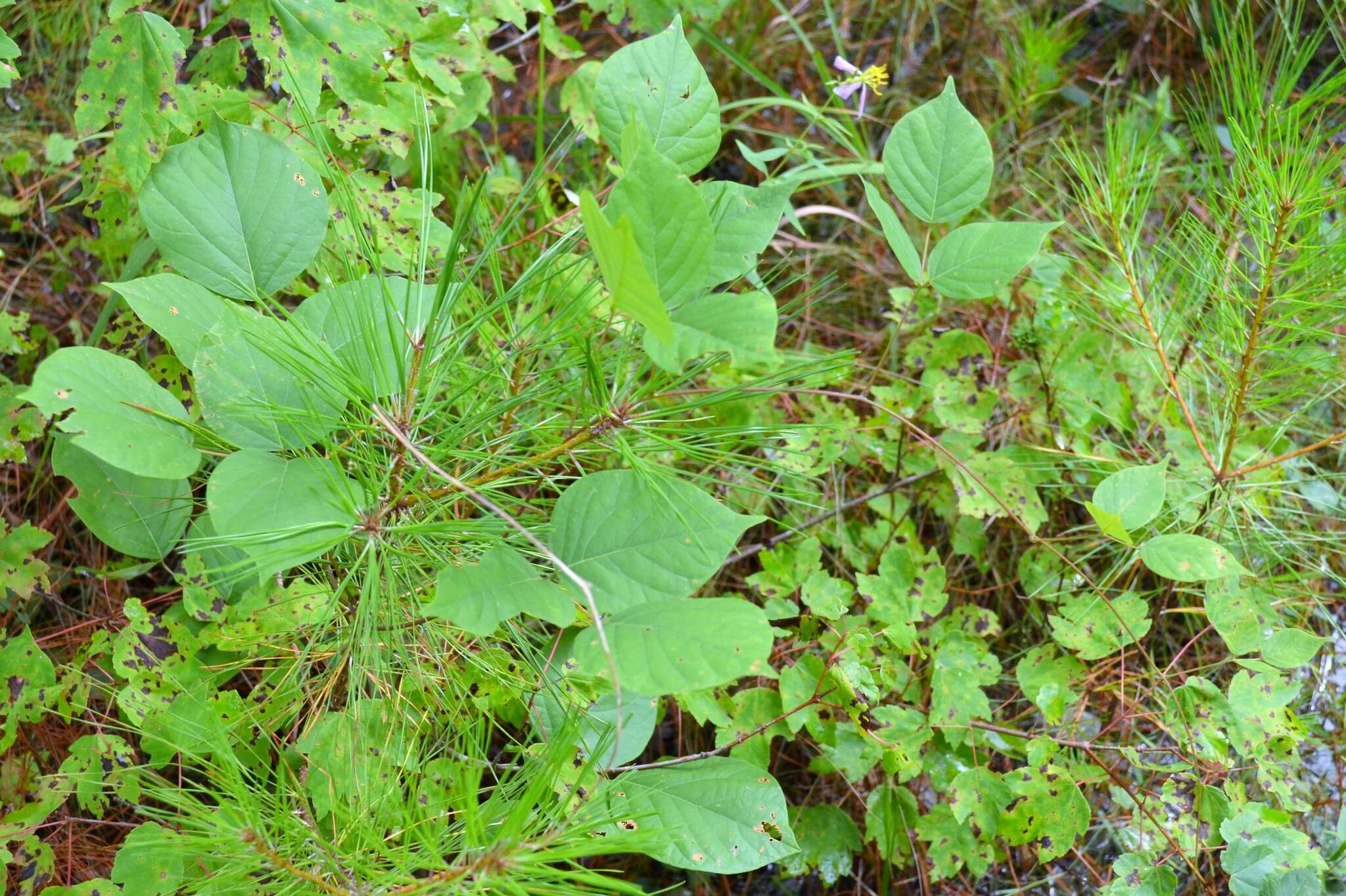 Plancia ëd Lackeya multiflora (Torr. & A. Gray) Fortunato et al.