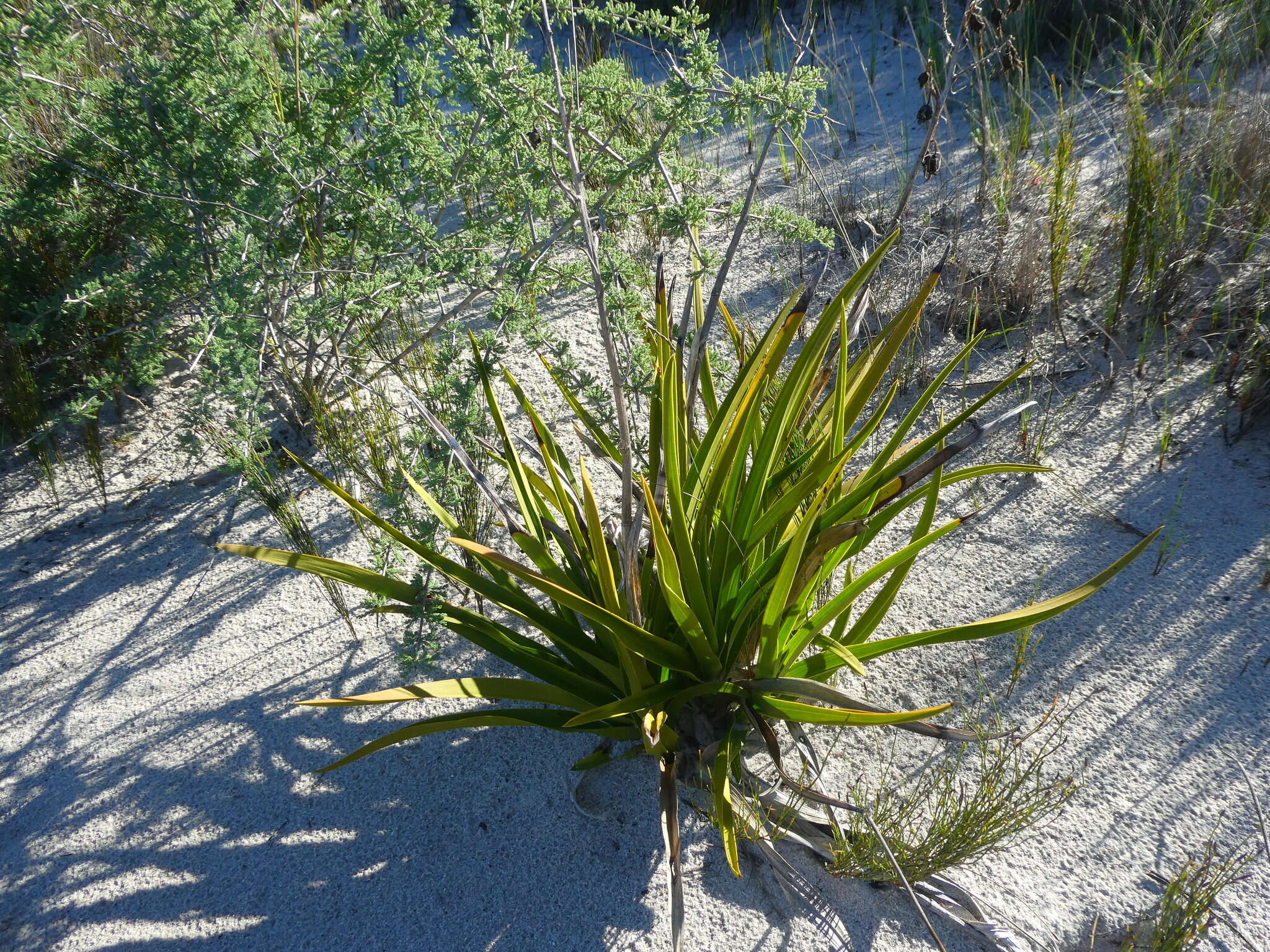 Acrolophia lamellata (Lindl.) Pfitzer的圖片