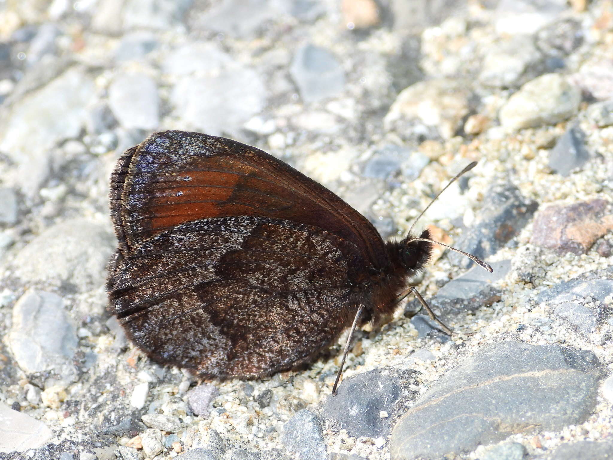 Image of Water Ringlet