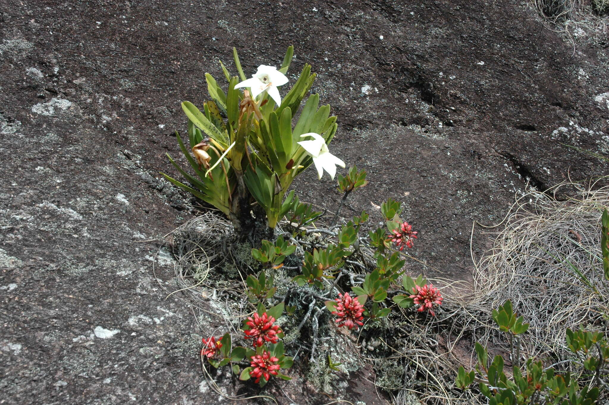 Image of Angraecum sororium Schltr.