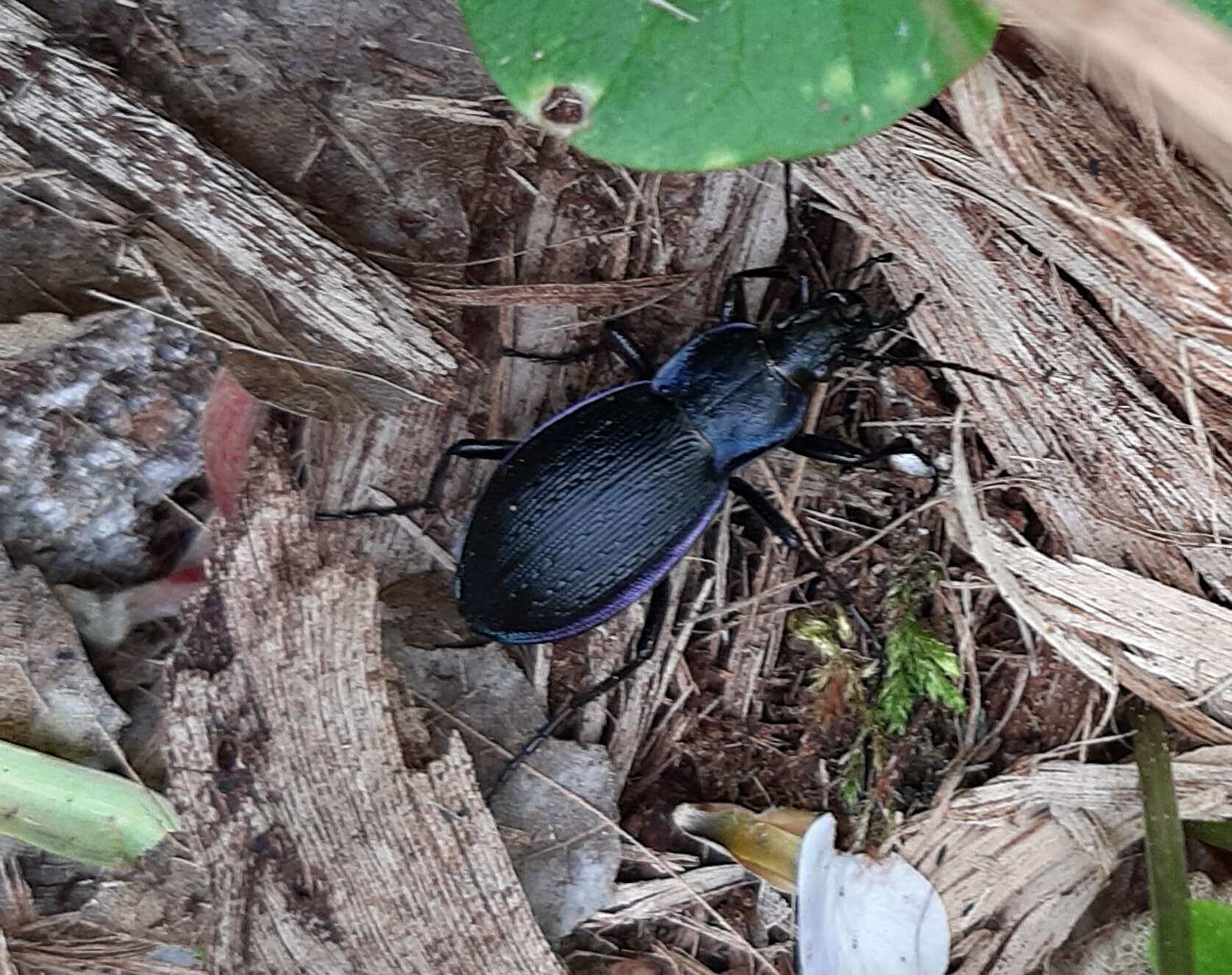 Image of Carabus (Eucarabus) catenulatus Scopoli 1763