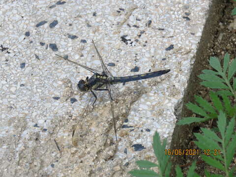 Слика од Orthetrum lineostigma (Selys 1886)