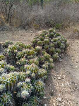 Image of Ferocactus flavovirens (Scheidw.) Britton & Rose