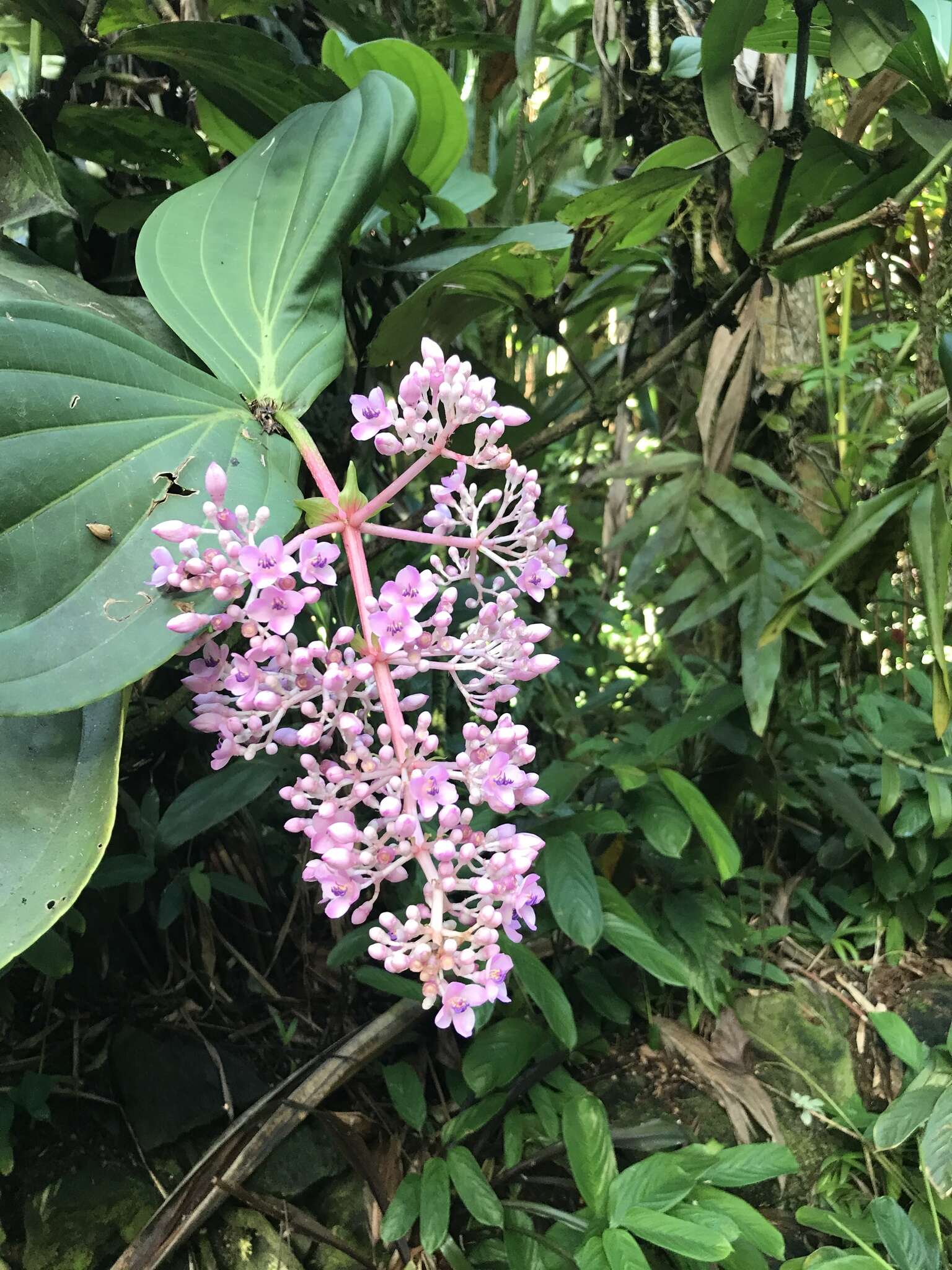 Image of Medinilla cumingii Naud.