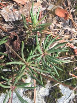 Imagem de Phemeranthus teretifolius Raf.