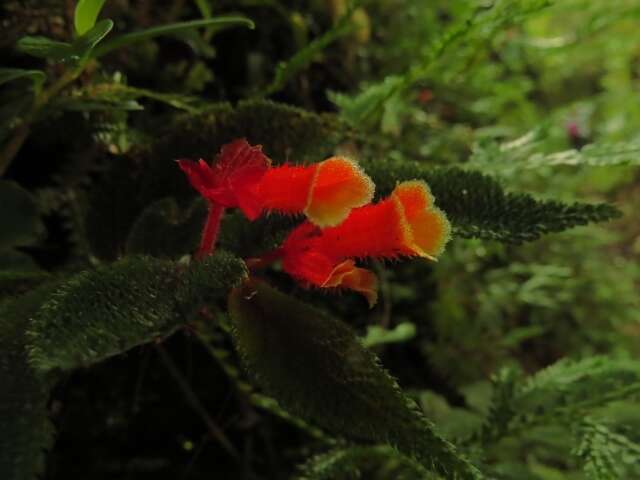 Слика од Begonia lehmannii (Irmsch.) L. B. Sm. & B. G. Schub.