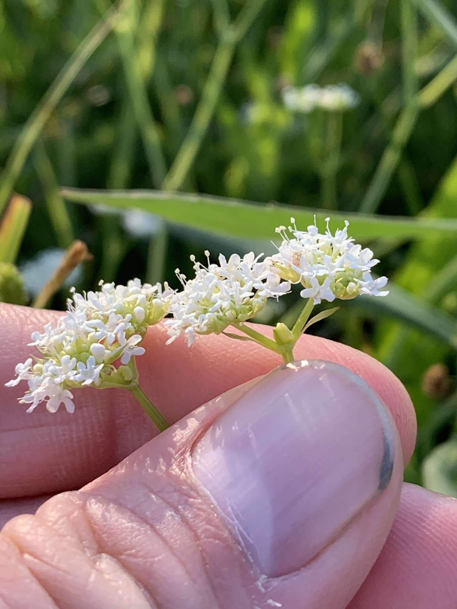 Image of navel cornsalad