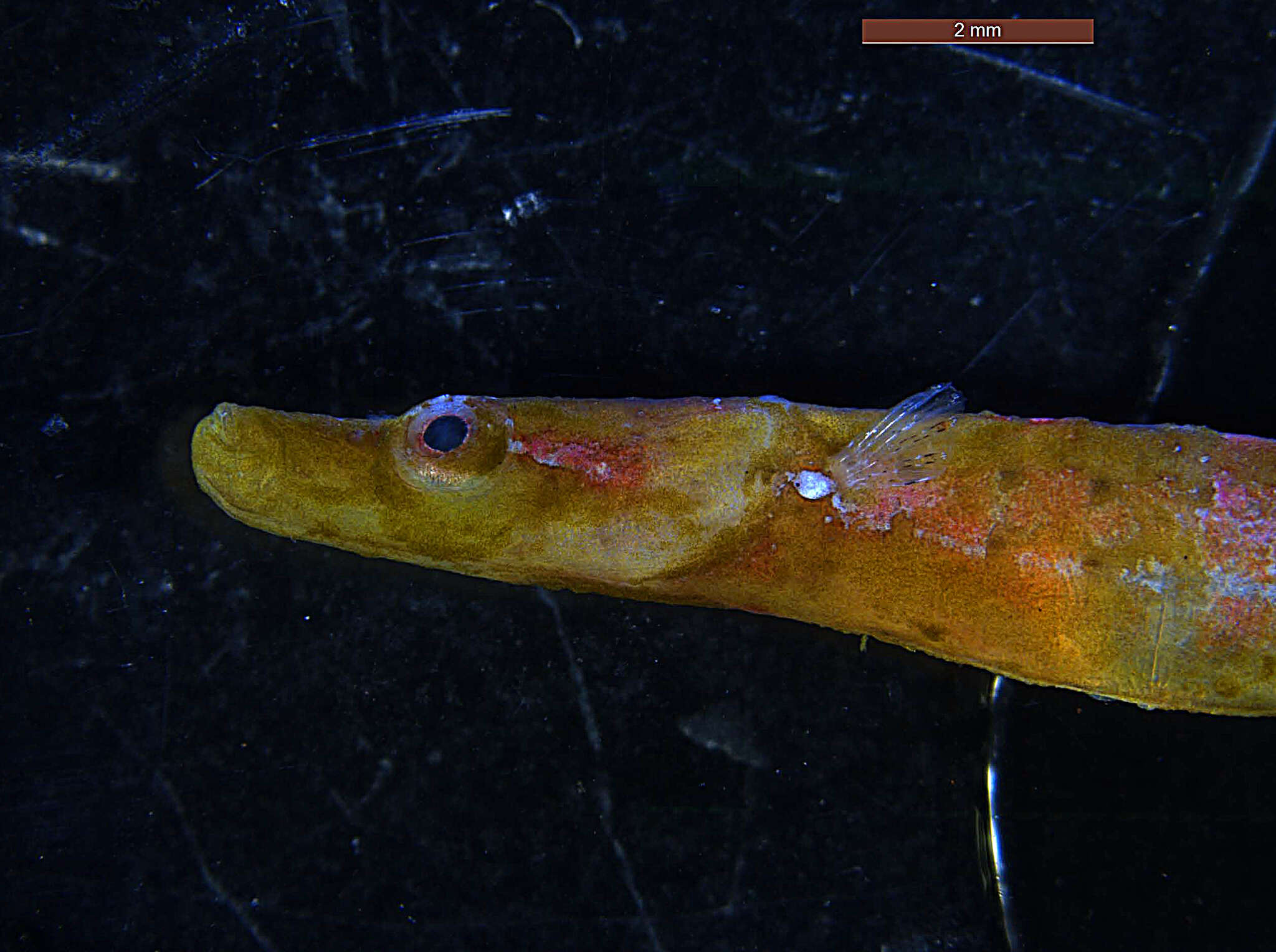 Image of Prophet&#39;s pipefish