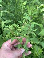 Image of blue waxweed