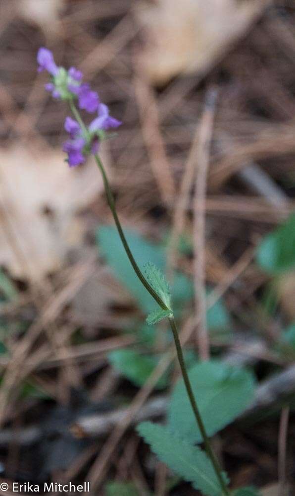 Image de Betonica officinalis L.