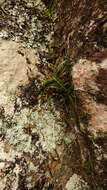 Image of Angraecum pusillum Lindl.