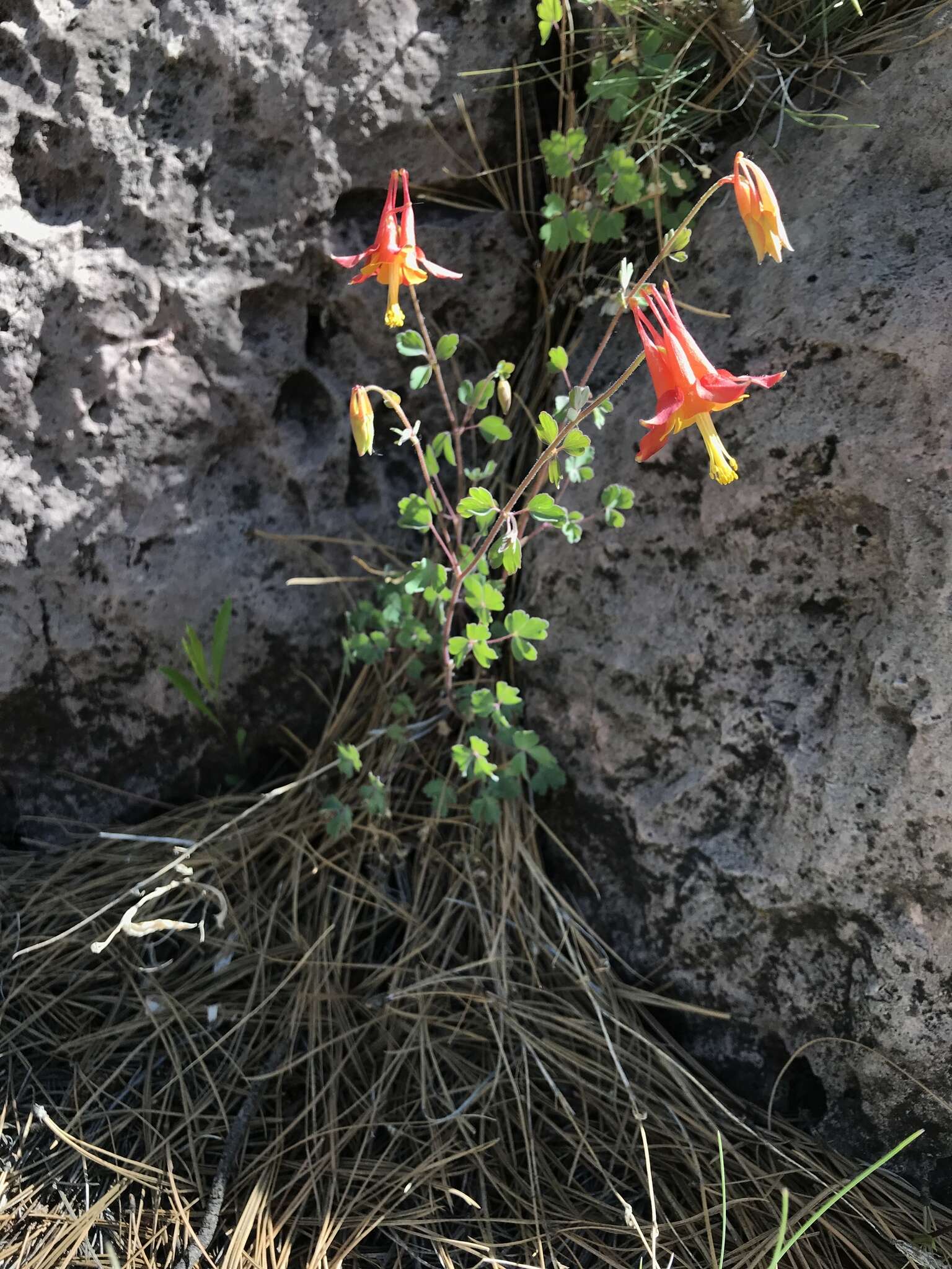 Слика од Aquilegia desertorum (M. E. Jones) Cockerell ex Heller