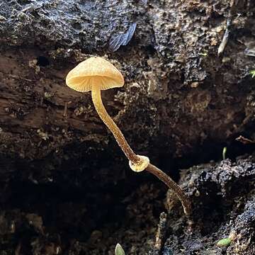 Image of Pholiotina gracilenta (Watling & G. M. Taylor) J. A. Cooper 2014