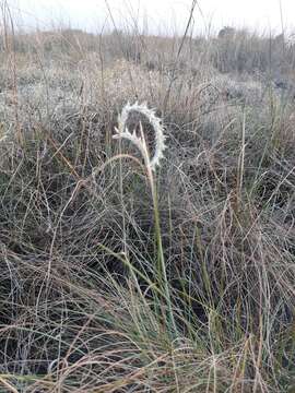 Image of Wire grass