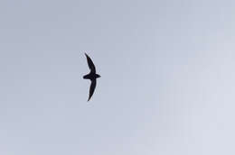 Image of Philippine Needletail