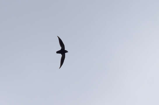 Image of Philippine Needletail