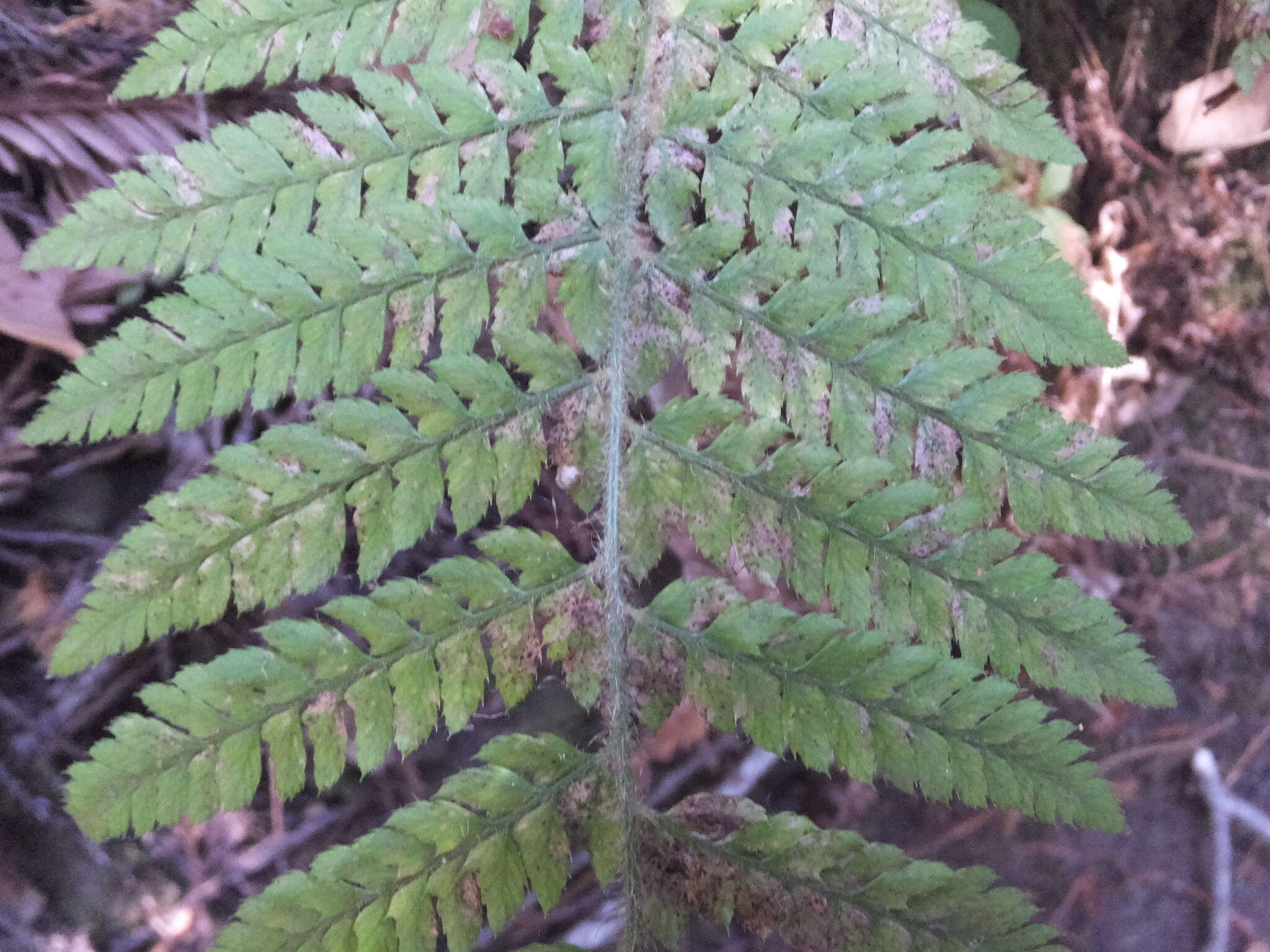 Image of Dudley's swordfern