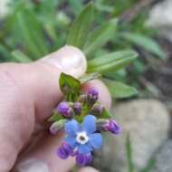 Image of velvet stickseed