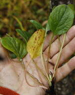 Image de Pyrola asarifolia subsp. incarnata (DC.) E. Murr.