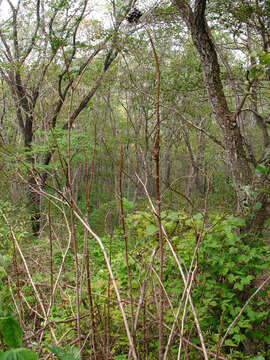 Image of Siberian ginseng