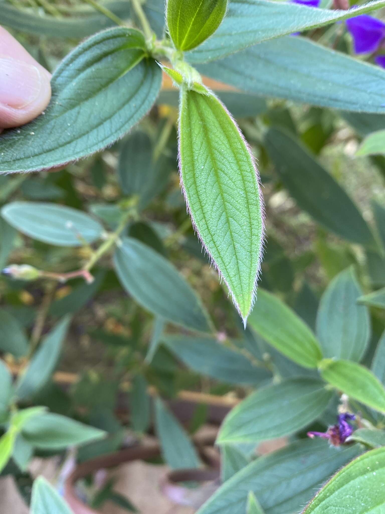 巴西蒂牡花的圖片