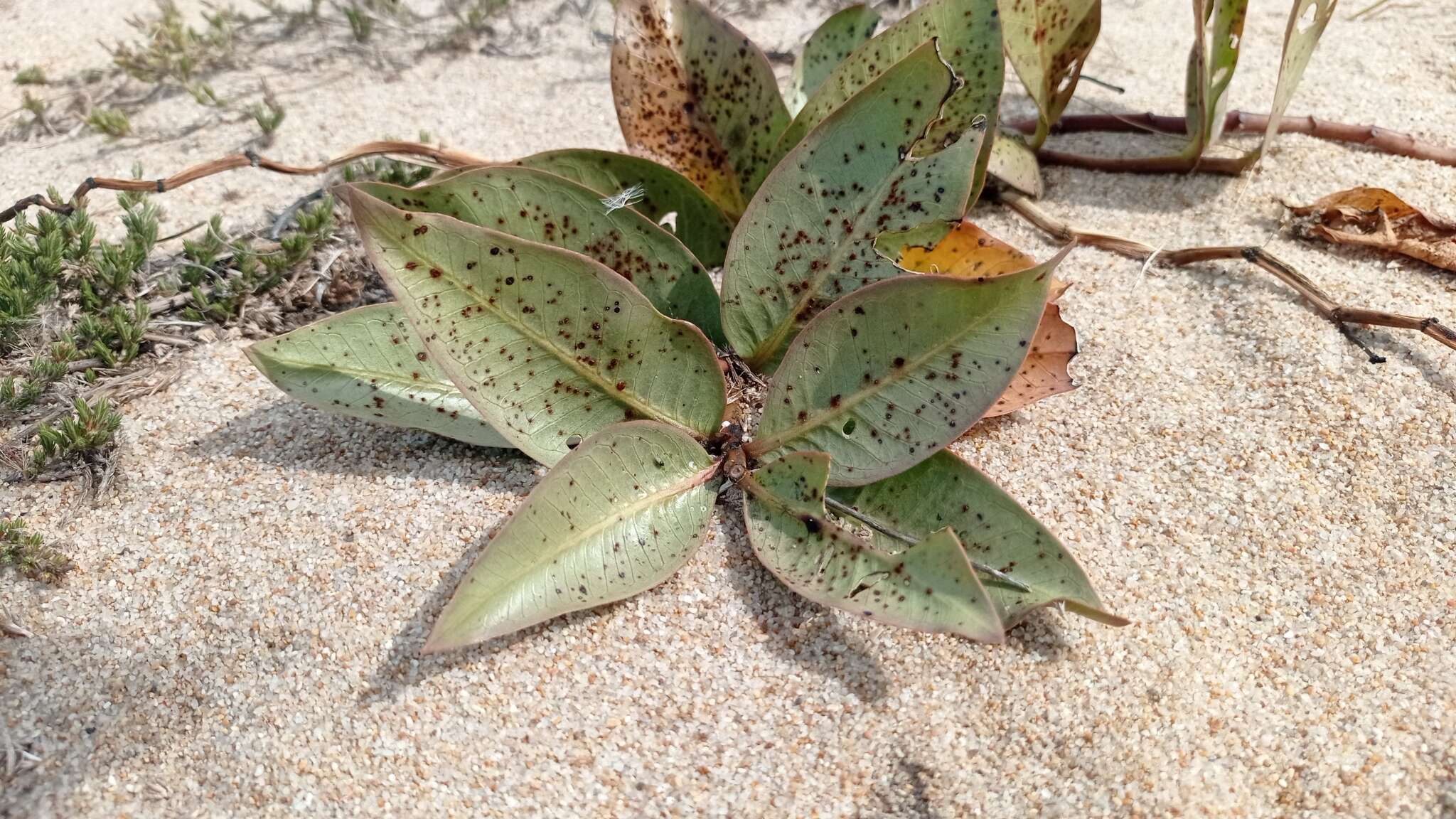 Asclepias aequicornu Fourn.的圖片