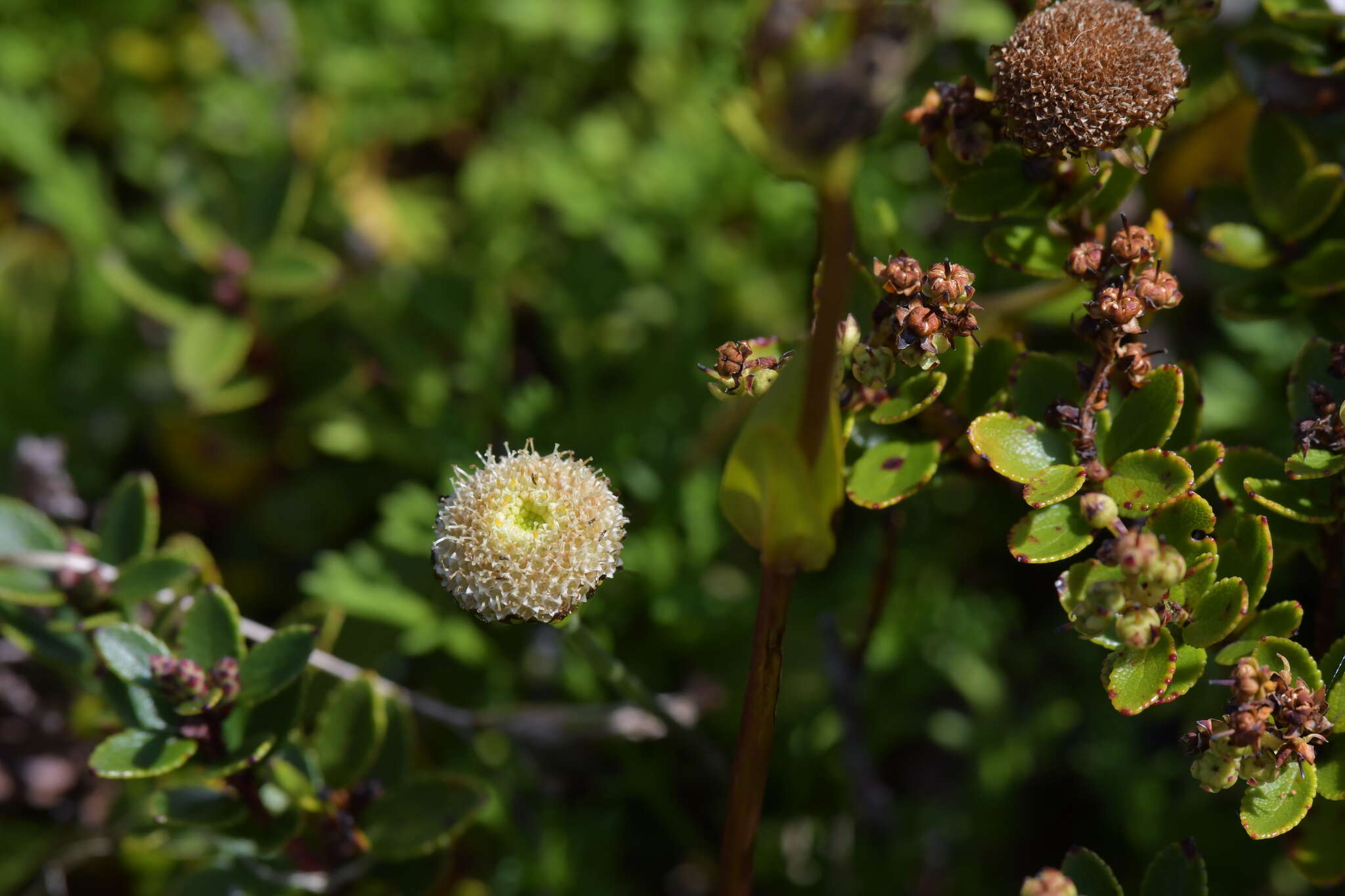 Plancia ëd Leptinella pyrethrifolia (Hook. fil.) D. G. Lloyd & C. J. Webb