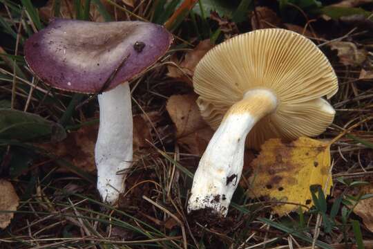 Imagem de Russula versicolor Jul. Schäff. 1931