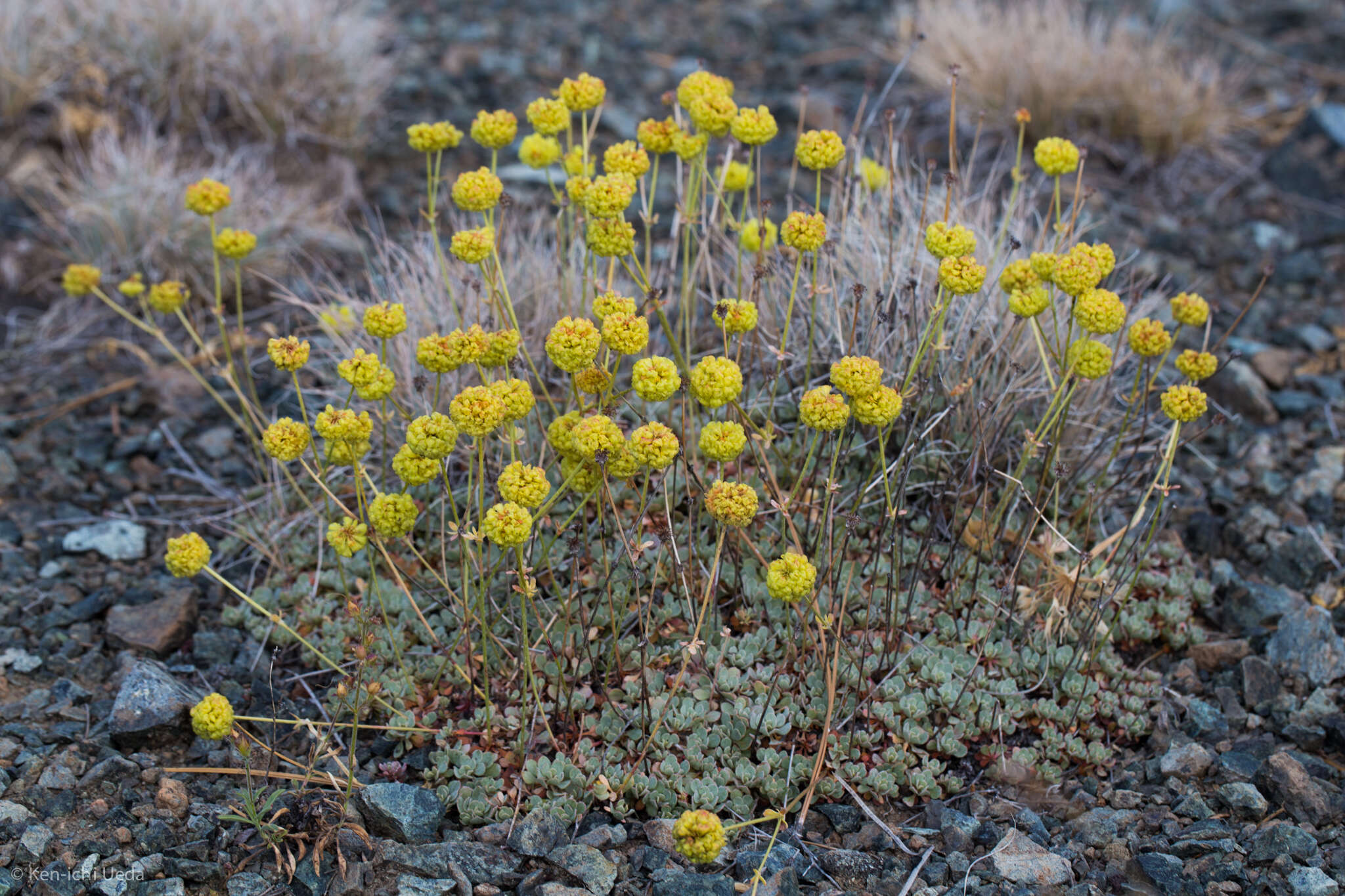 Image of Siskiyou buckwheat