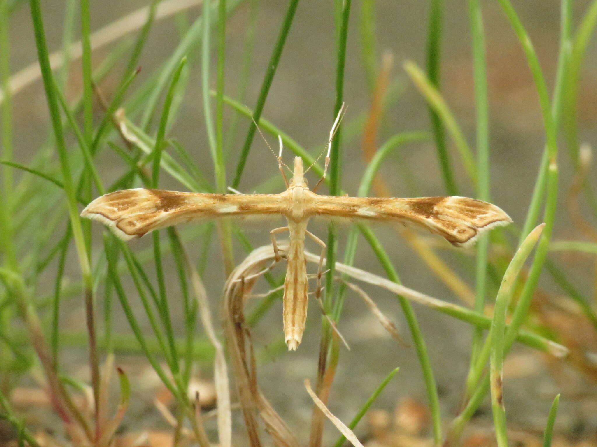 Gillmeria ochrodactyla (Denis & Schiffermüller 1775) resmi