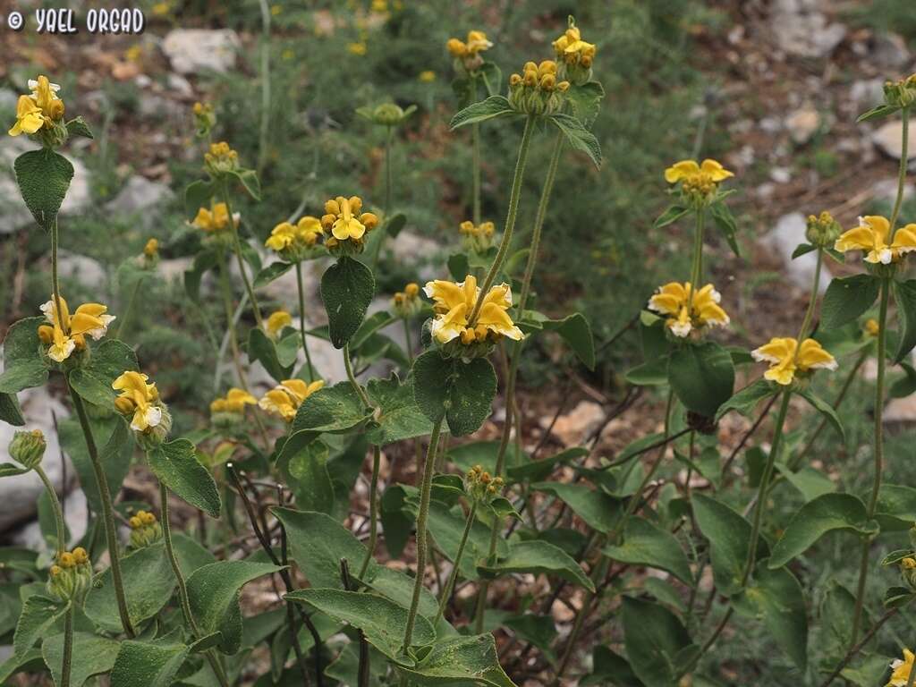 Image of Phlomis chrysophylla Boiss.