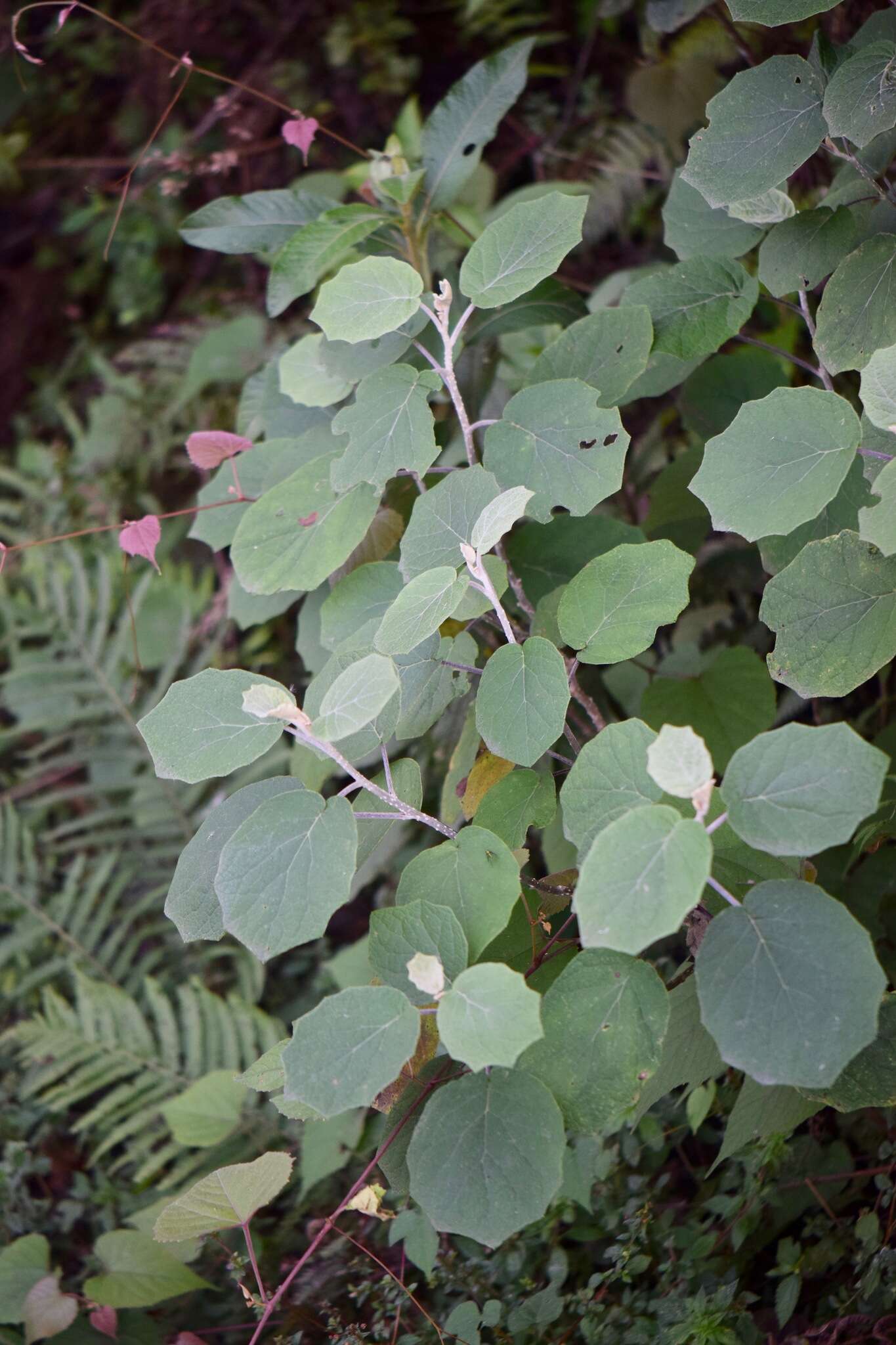 Image of Roldana aschenborniana (Schau.) H. Rob. & Brettell