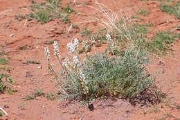 Sivun Astragalus flavus Nutt. ex Torr. & A. Gray kuva