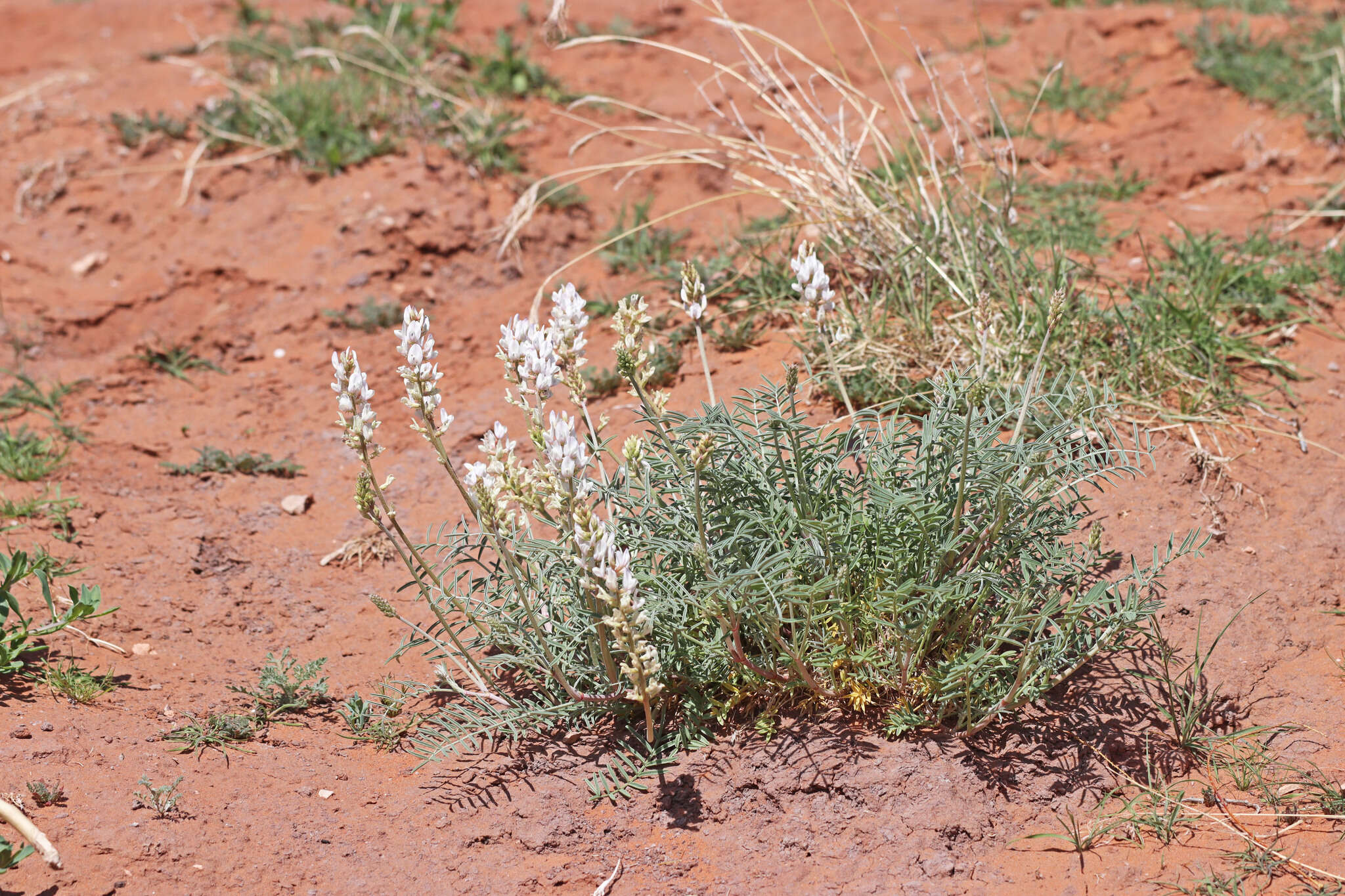 Sivun Astragalus flavus Nutt. ex Torr. & A. Gray kuva