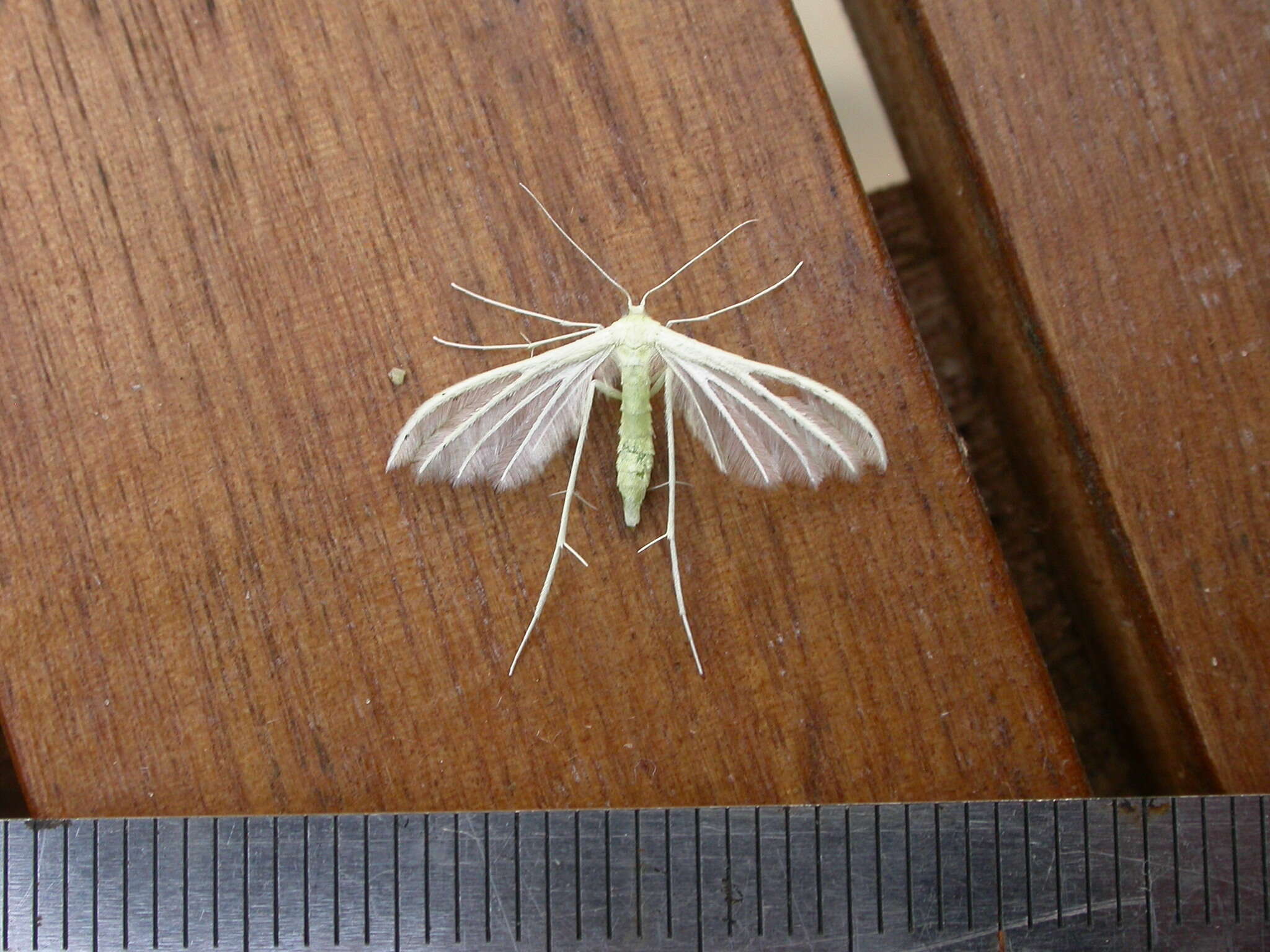 Image of <i>Pterophorus albidus</i>