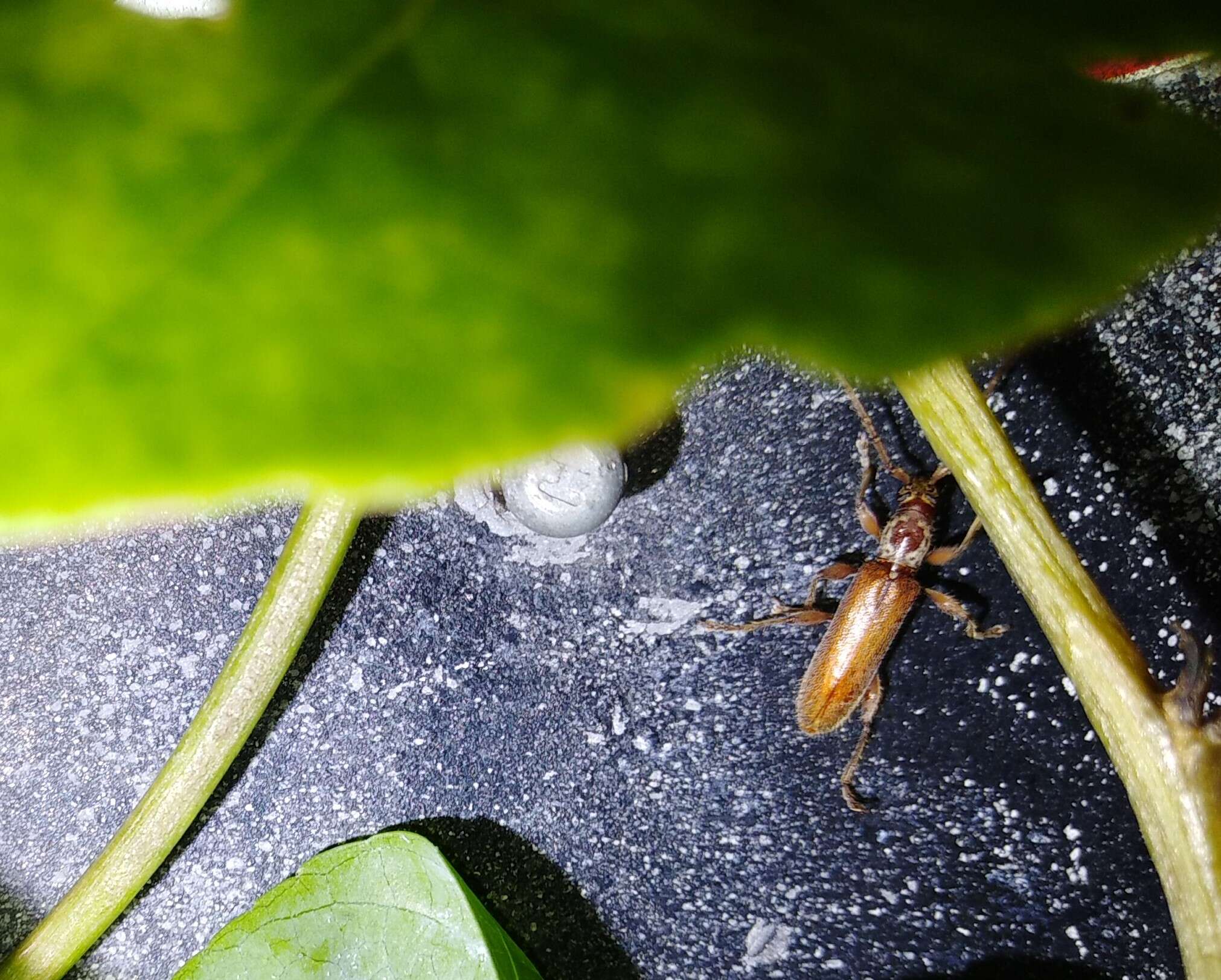 Слика од Ceresium elongatum Matsushita 1933