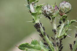 Image of Large Thistle Aphid