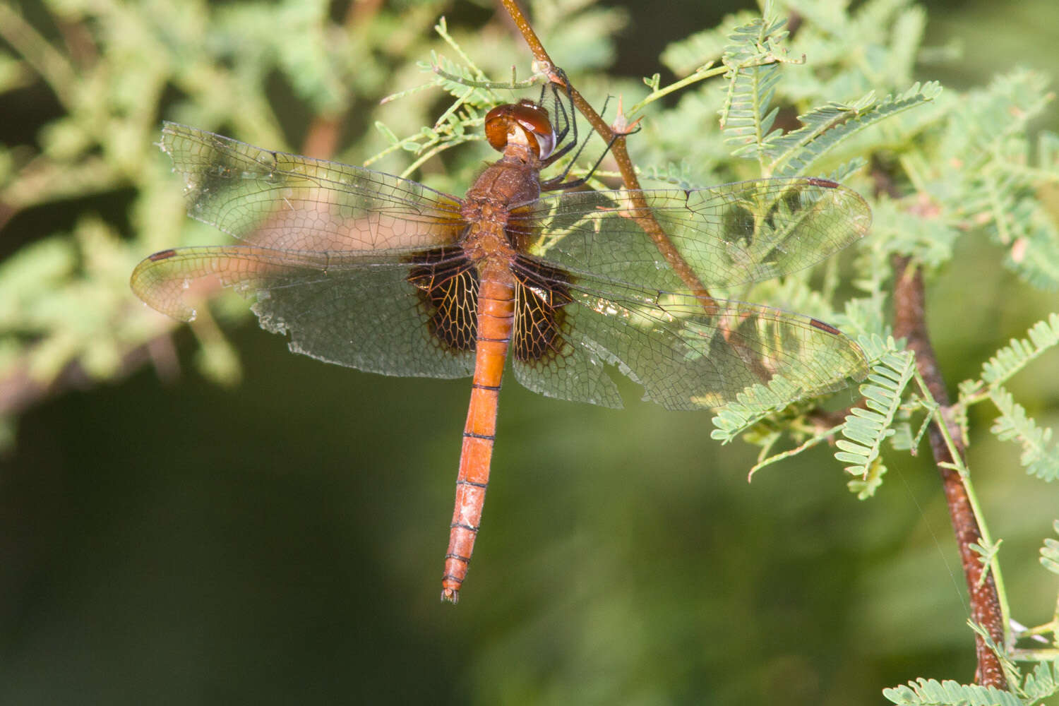 Image de Tauriphila argo (Hagen 1869)