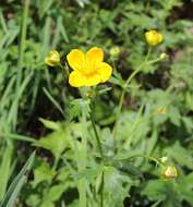 Image of Trollius hondoensis Nakai